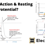 Action Potential and Resting Potential 动作电位和静息电位